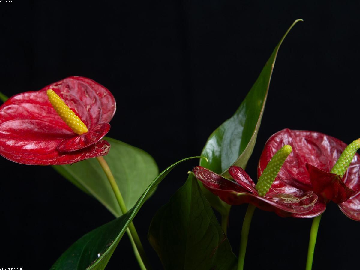 Hoa hồng môn đỏ