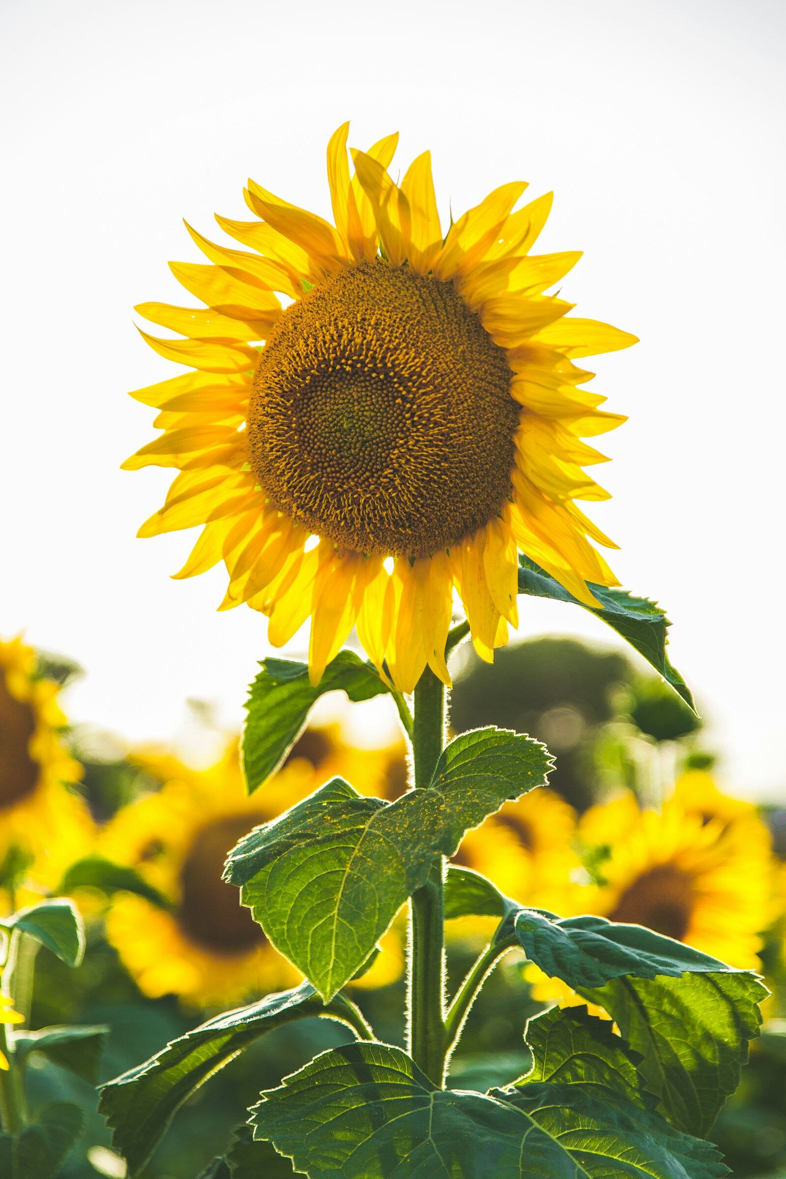 Hoa hướng dương vàng