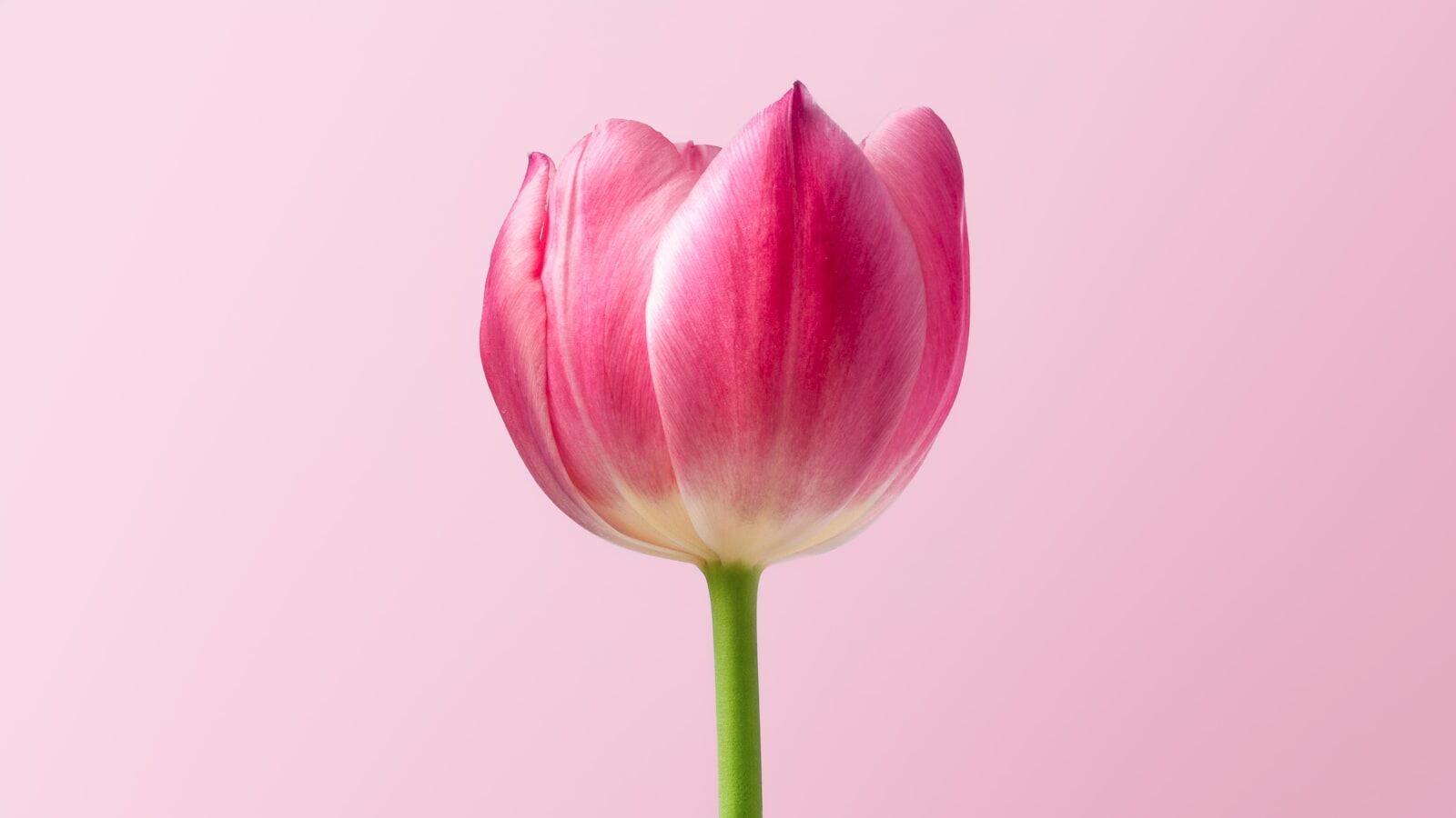 Hoa tulip