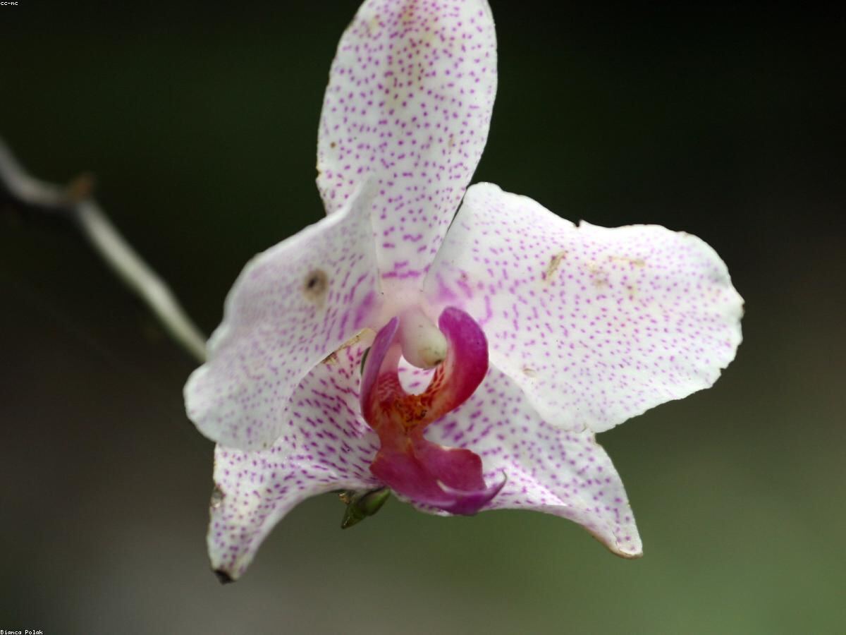 Lan hồ điệp trắng