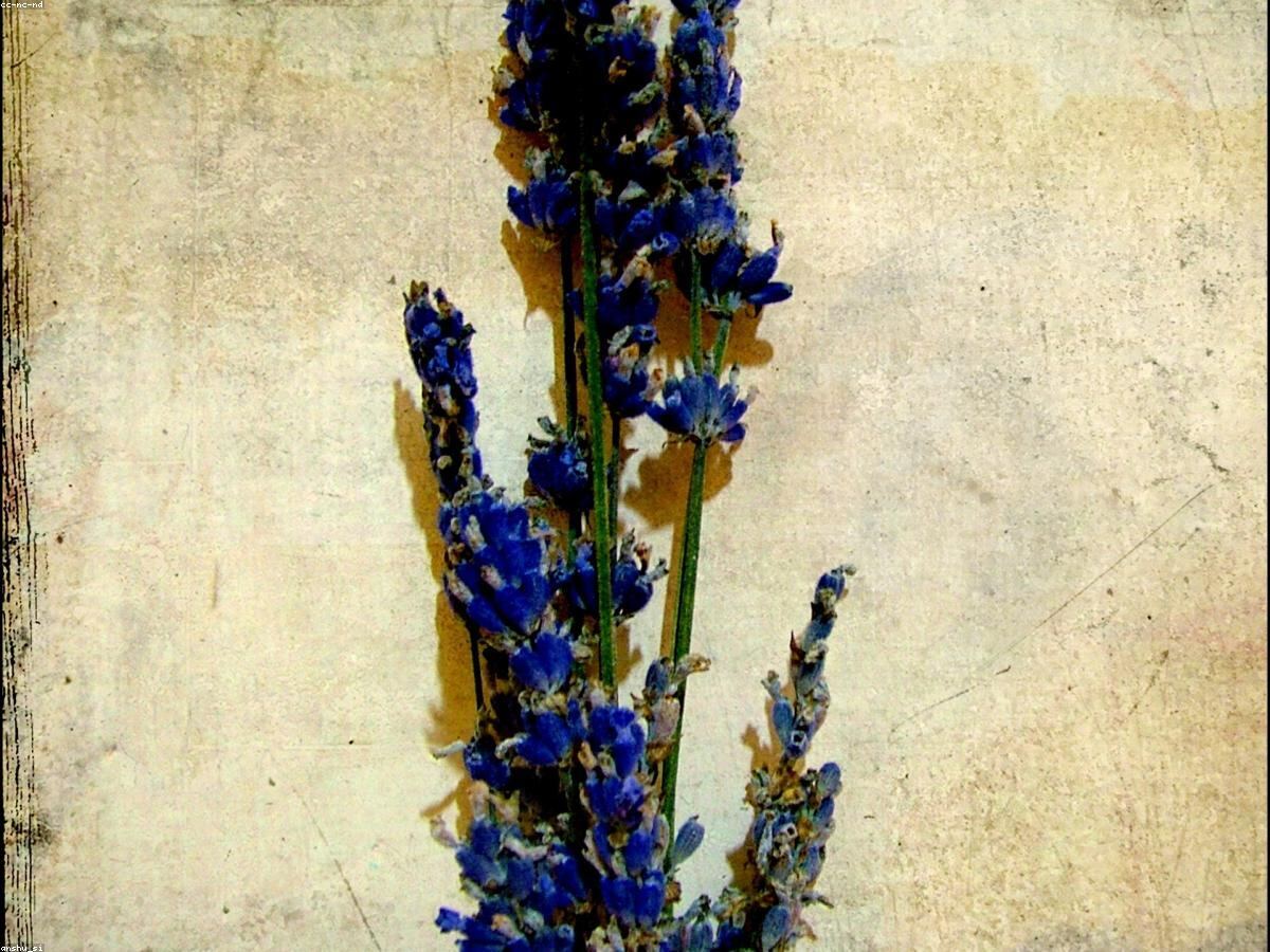 Bó lavender khô