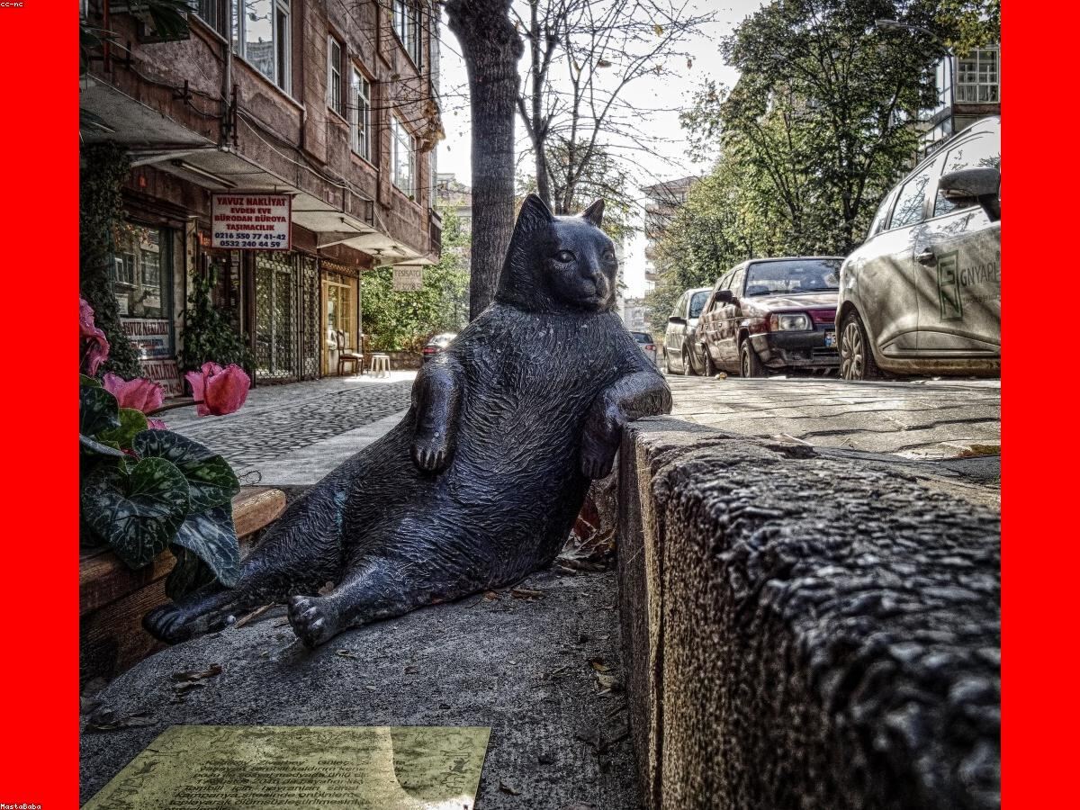 Cận cảnh những bông tulip nhiều màu