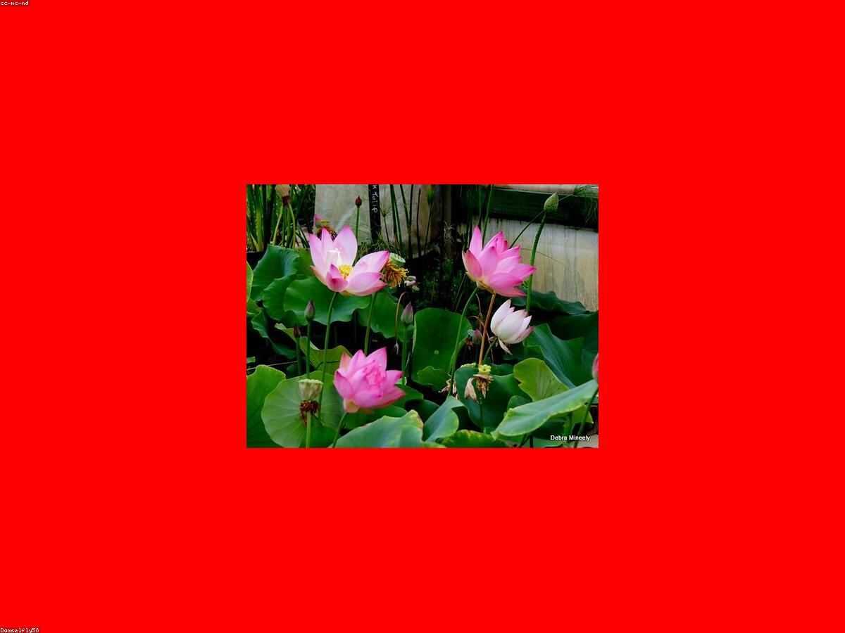 Hoa sen hồng cận cảnh