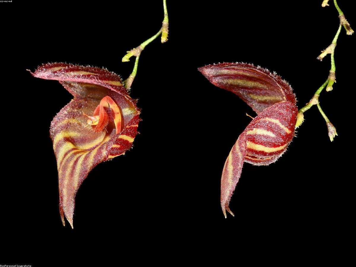 Chậu lan hồ điệp