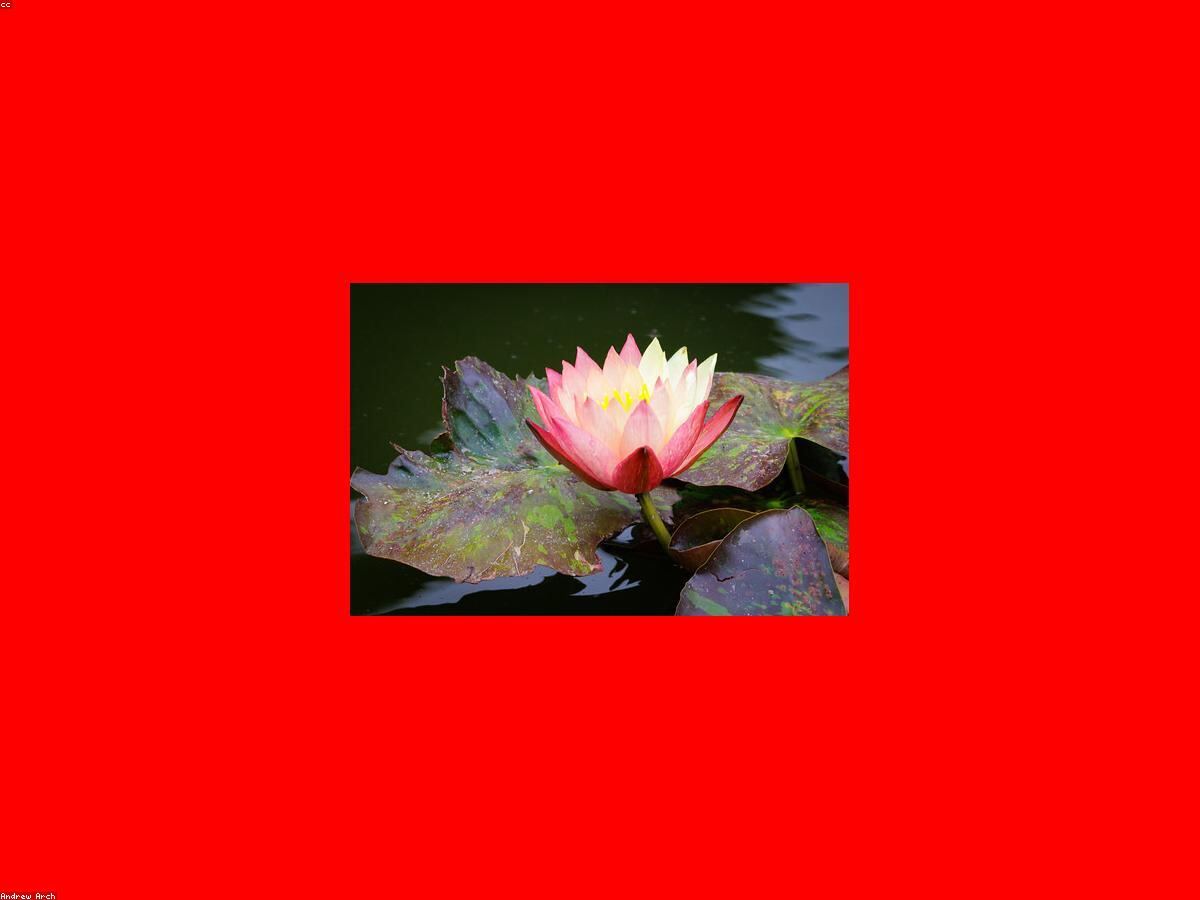 Hoa sen hồng