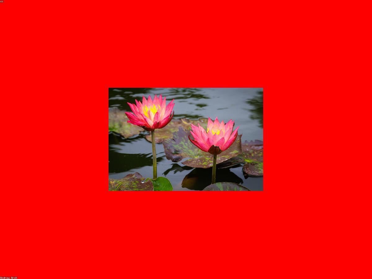 Hoa sen hồng