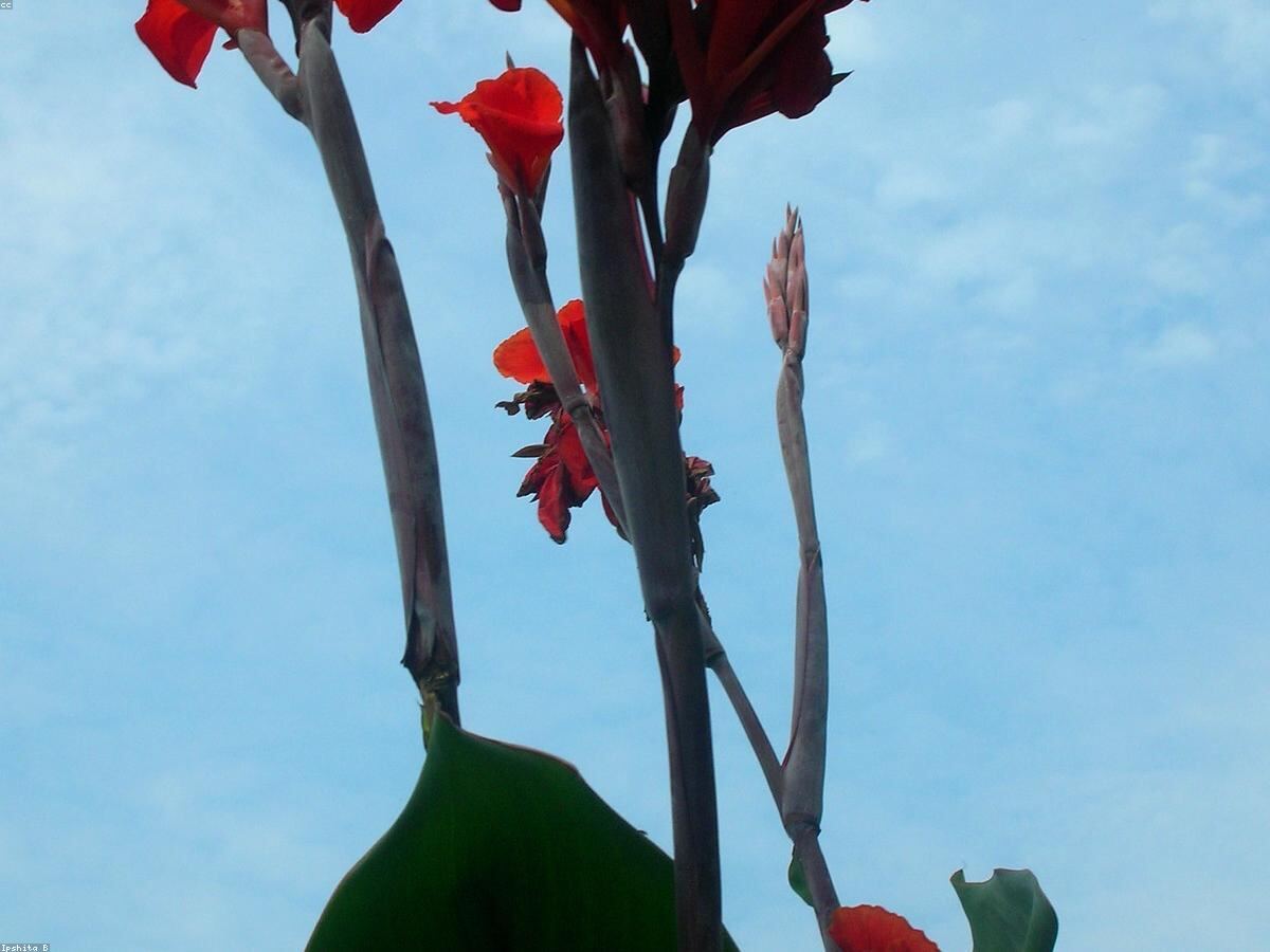Hoa lay ơn đỏ