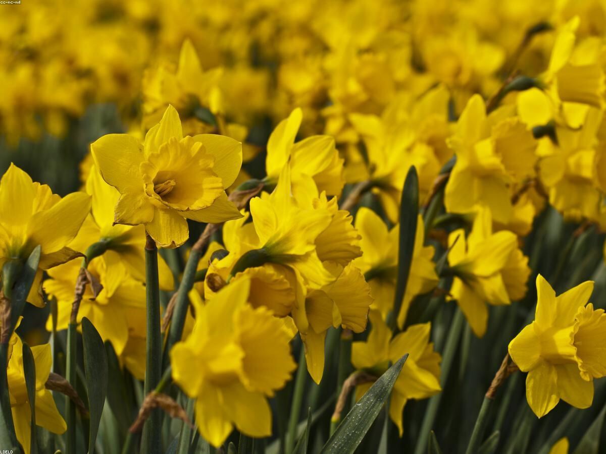 Cánh đồng thủy tiên vàng