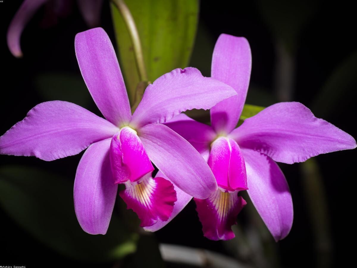 Hoa lan hồ điệp