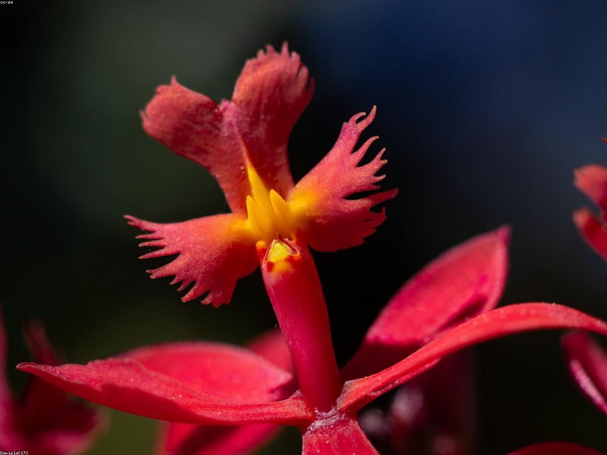 Hoa lan hồ điệp