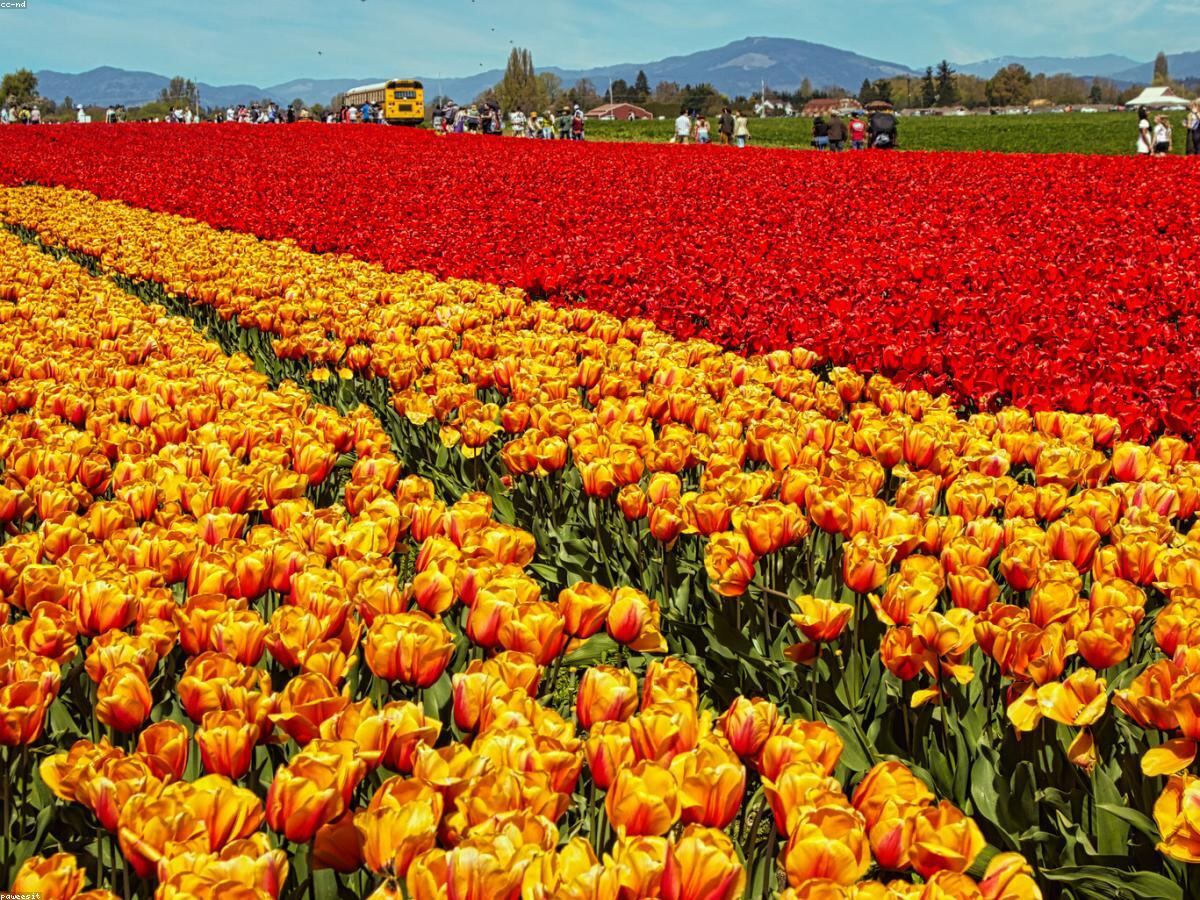 Cánh đồng tulip rực rỡ trải dài