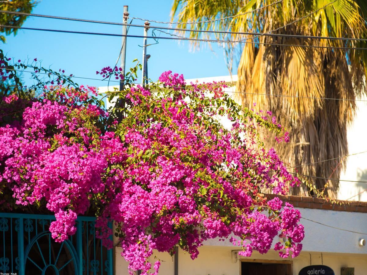 Hoa giấy nở rực