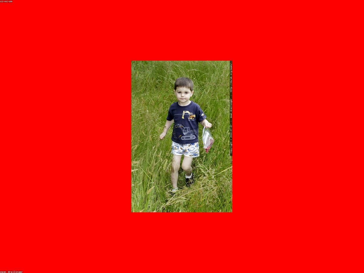 Bó hoa cúc