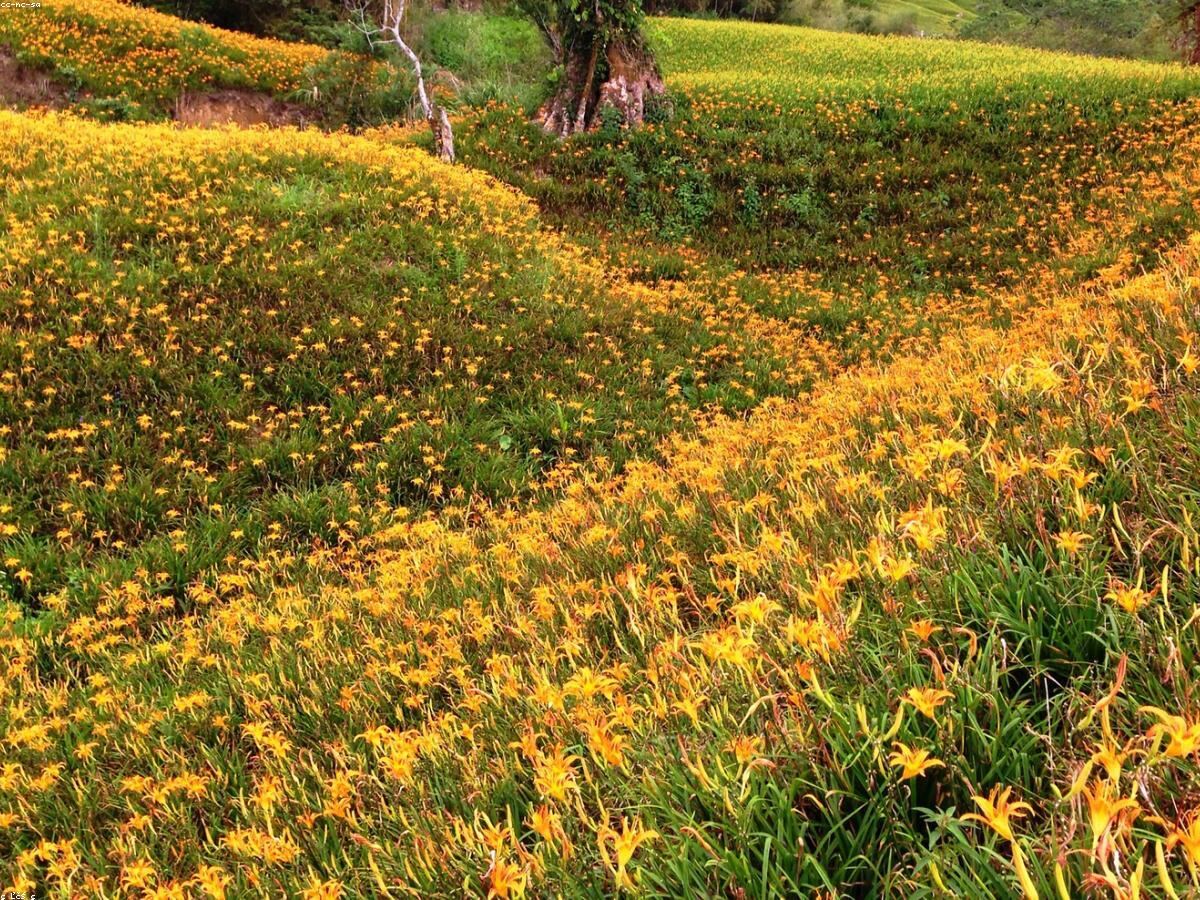 Hoa ly nở