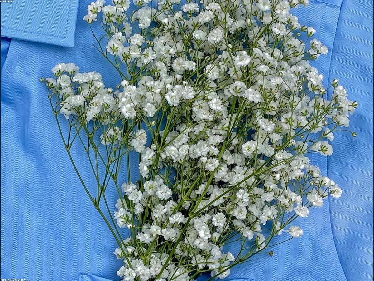 Cụm hoa baby trắng li ti