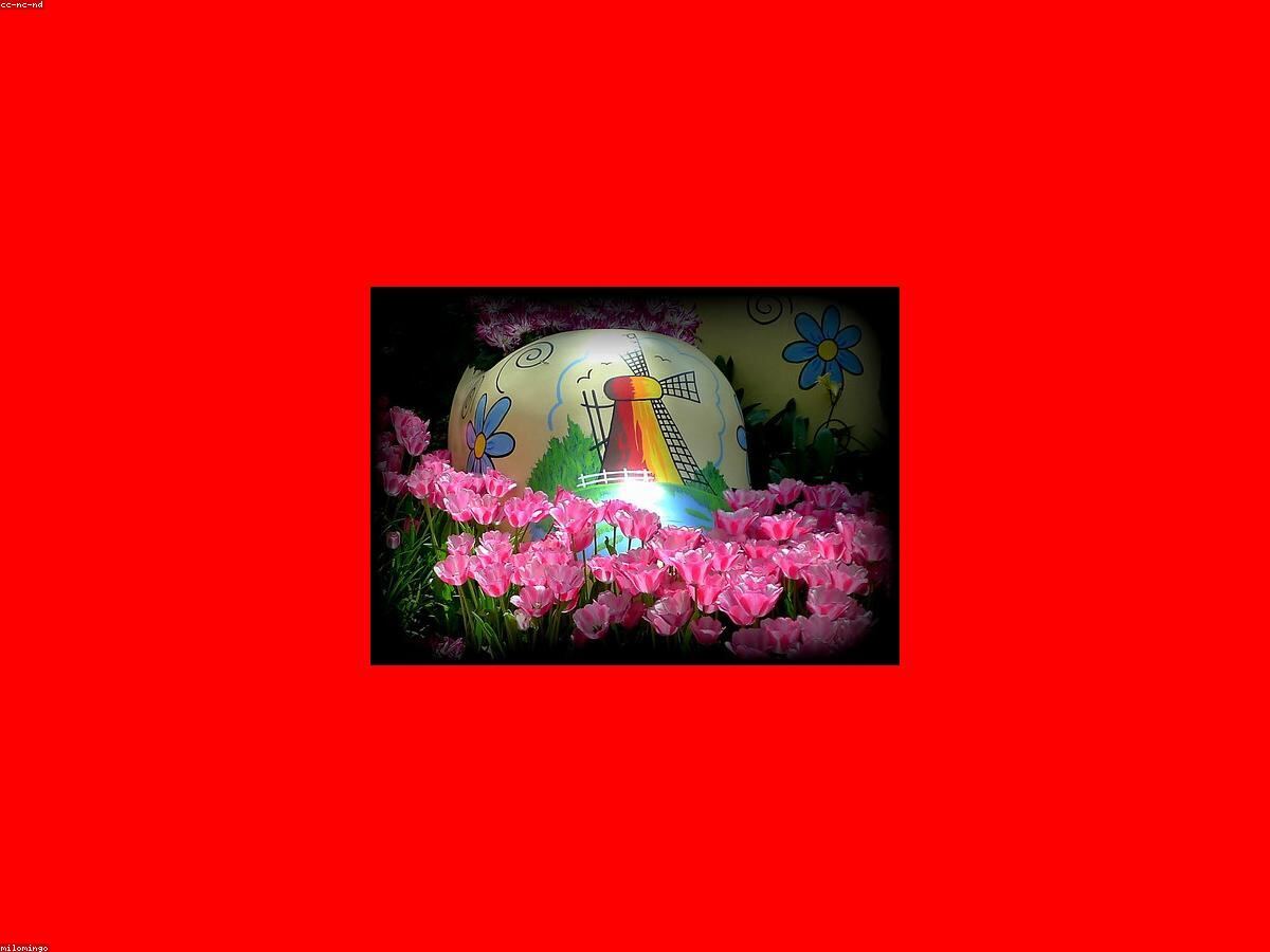 Hoa tulip nhiều màu