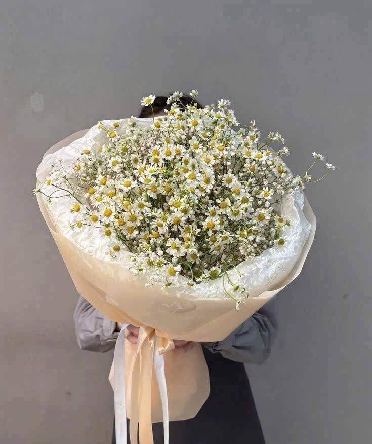 Bó Hoa Cúc Tana Baby Trắng