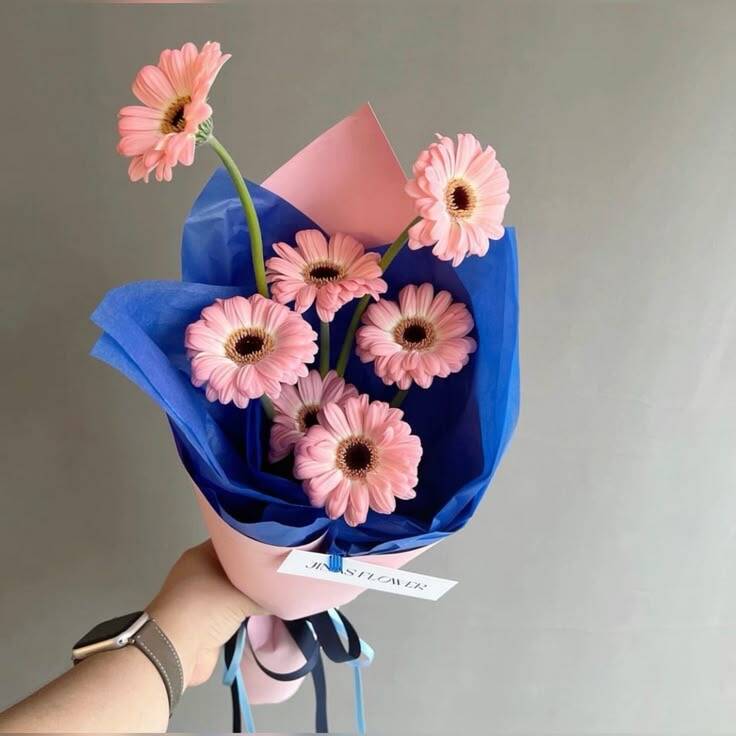 Bó Đồng Tiền Hồng Nền Xanh