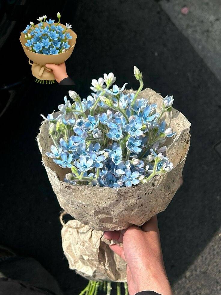 Bó Lưu Ly Xanh Trời