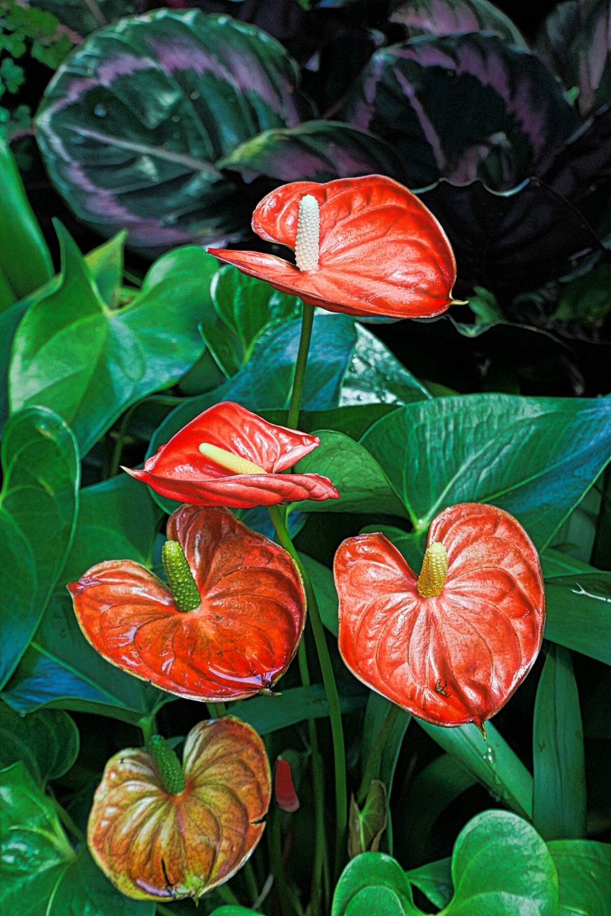 Hoa khai trương tại Đà Nẵng: chọn kệ, màu & lời chúc